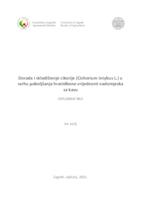 Dorada i skladištenje cikorije (Cichorium intybus L.) u svrhu poboljšanja hranidbene vrijednosti nadomjeska za kavu