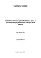 Verticillium dahliae, Xylella fastidiosa i gljive iz porodice Botryosphaeriaceae patogeni drva masline