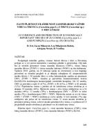 Zastupljenost i raširenost gospodarski važnih virusa tikvica (Cucurbita pepo L.) i tikvi (Cucurbita sp.) u Hrvatskoj