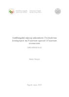 prikaz prve stranice dokumenta Antifungalni utjecaj askomicete Trichoderma koningiopsis na Fusarium equiseti i Fusarium avenaceum