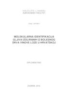 prikaz prve stranice dokumenta Molekularna identifikacija gljiva izoliranih iz bolesnog drva vinove loze u Hrvatskoj